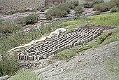 Ladakh - bricks of sun dried mud 